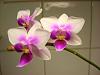 My blooming Noid Phals :)-phalaenopsisbrotherspringdance2-jpg