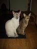 My two cats :)-snutt-plutt2-jpg