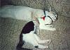 My two cats :)-ulysses-crosby-1-1990-jpg