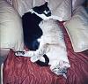 My two cats :)-ulysses-crosby-2-1997-jpg