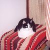 My two cats :)-crosby-2000-1-jpg