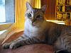 My two cats :)-ulysses-2-2004-jpg