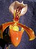 paph. gratixianum x barbigerum 'mini'-imgp0125-jpg