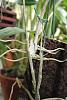 Bad winter: Sudden root loss-orchid-diseases-016-jpg