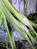 Help! Yellow spots on my Vanda Denisoniana leaves?-vanda_denisoniana_yellow_spots_2-jpg