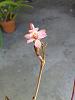 Finally!  Epidendrum ellipticum-img_20120214_125318-jpg