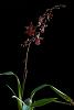 Colmanara Wildcat 'Red Cat' in bloom-_dsc6377-jpg