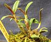My first Dendrobium cuthbertsonii!-059-jpg