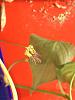 Bulbophyllum gracillimum-march-002-jpg