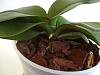 Dying Phalaenopsis After Repotting?-my2-jpg