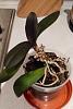 Dying orchid - please help!-p1070279_reduced-jpg