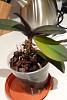 Dying orchid - please help!-p1070284_reduced-jpg