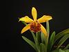 Brookside Gardens Orchid Club show and FOBG sale !-blc-copper-queen-jpg