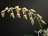 Brookside Gardens Orchid Club show and FOBG sale !-ctsm-roseo-album-1-jpg