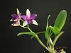 Brookside Gardens Orchid Club show and FOBG sale !-potinara-paradise-beauty-marcela-1-jpg