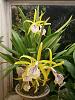 Off Topic-totally duuuuuuuuuuud Best orchid !-bc-ethyle-4-jpg