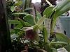 Epidendrum porpax in bloom-epidendrum-porpax-jpg