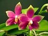 Happy with Orchids by Hausermann-imageuploadedbytapatalk1333175859-182602-jpg