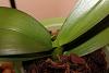 Broken Leaf Tip (Phalaenopsis)-broken-leaf-jpg