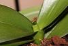 Broken Leaf Tip (Phalaenopsis)-broken-leaf2-jpg