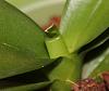 Broken Leaf Tip (Phalaenopsis)-broken-leaf-3-jpg