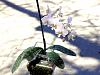 Broken Leaf Tip (Phalaenopsis)-001-jpg