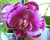 Dtps Taiwan Red Cat 'Red Cat' take 2: smears on sepals-redcat2bloom-1-jpg
