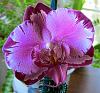 Dtps Taiwan Red Cat 'Red Cat' take 2: smears on sepals-redcat2bloom-jpg