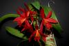 Encyclia Hybrid-evy-charlie-brown-hawaii-2-jpg