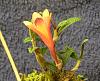 My first Dendrobium cuthbertsonii!-072-jpg