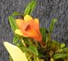 My first Dendrobium cuthbertsonii!-074-jpg