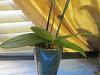 Brown Spike on 1st orchid and dark spots on newest orchid.-turtles-orchids-002-jpg