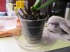 Brown Spike on 1st orchid and dark spots on newest orchid.-repot-001-jpg