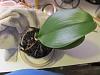 Brown Spike on 1st orchid and dark spots on newest orchid.-repot-002-jpg