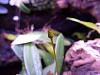 Bulbophyllum tingabarinum-panasonic-021-1024x768-jpg