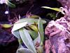 Bulbophyllum tingabarinum-panasonic-022-1024x768-jpg