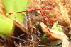 Importing plants: The effect of Trichoderma on root development-orchids-003-jpg