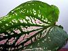 Fancy Leaf caladiums-013-jpg
