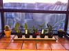 Indoor windowsill growing - seeking orchid recommendations-1-jpg