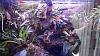Bulbophyllum tingabarinum-sony-batch-286-jpg