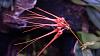 Bulbophyllum tingabarinum-sony-batch-281-jpg
