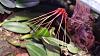 Bulbophyllum tingabarinum-sony-batch-273-jpg