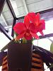 My mini-catts from Sunset Valley Orchids have bloomed!-svo-2243-jpg