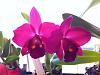 My mini-catts from Sunset Valley Orchids have bloomed!-svo-2310-jpg