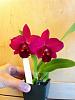 My mini-catts from Sunset Valley Orchids have bloomed!-svo-2310-2-jpg