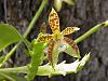 Phalaenopsis cornu-cervi-phalaenopsis-cornu-cervi-jpg