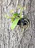 Phalaenopsis cornu-cervi-phalaenopsis-cornu-cervi1-jpg