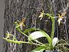 Phalaenopsis cornu-cervi-phalaenopsis-cornu-cervi2-jpg