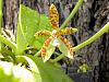 Phalaenopsis cornu-cervi-phalaenopsis-cornu-cervi7-jpg