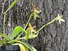 Phalaenopsis cornu-cervi-phalaenopsis-cornu-cervi8-jpg